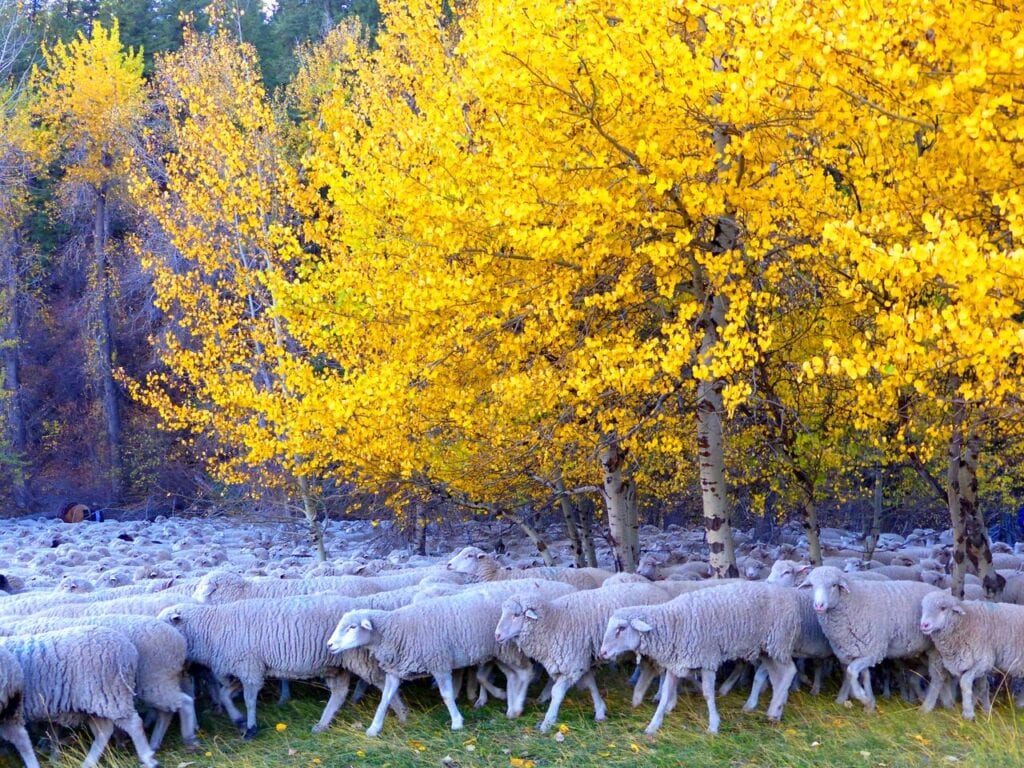 Area Information Trailing of the Sheep Festival