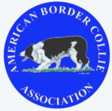 American Border Collie Association