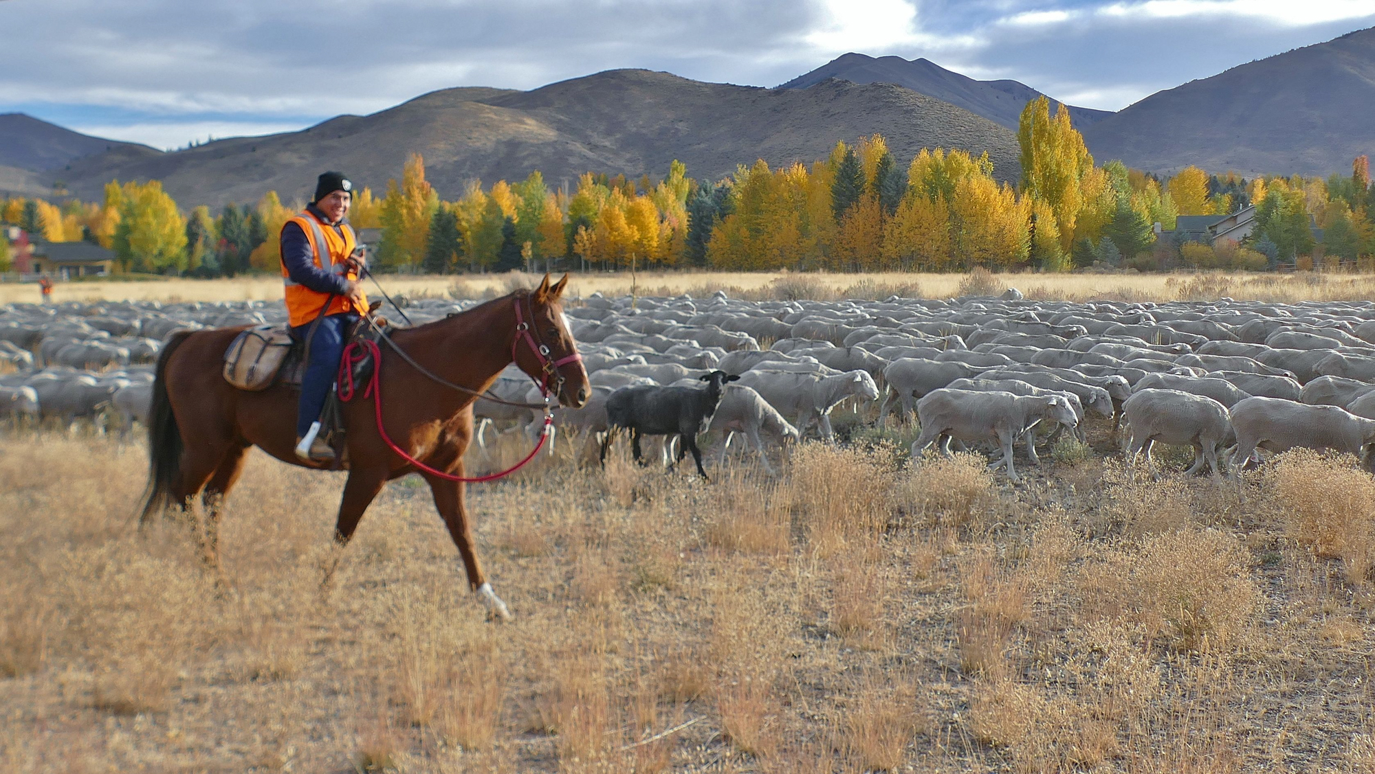 Sheep trailing midvalley herder on horse front Credit Carol Waller - Laura Drake