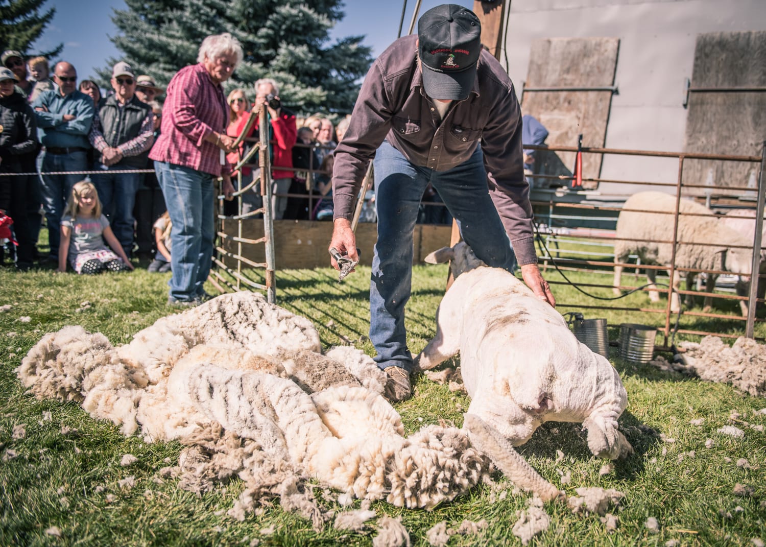 sheepshearing