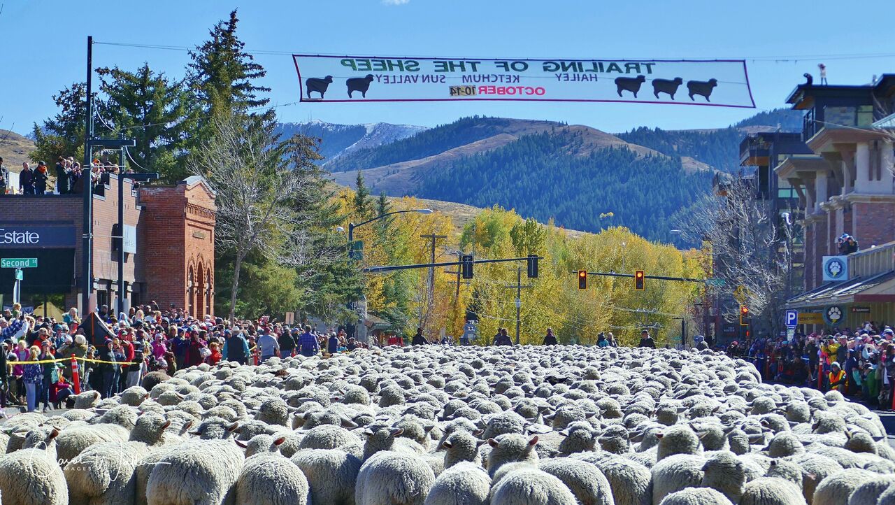 parade sheep 7 waller - Laura Drake parade sheep 7 waller - Laura Drake