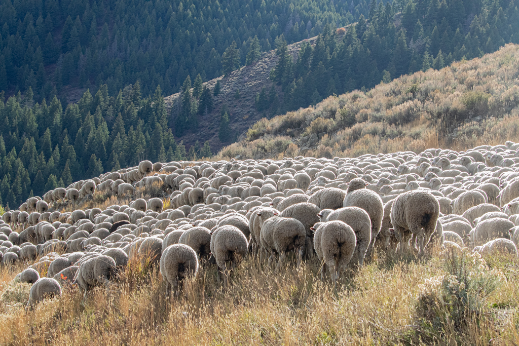 Sheep 10-1 - Laura Drake Sheep 10-1 - Laura Drake