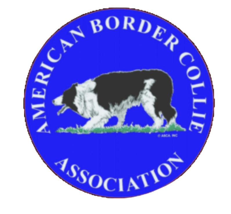 American Border Collie