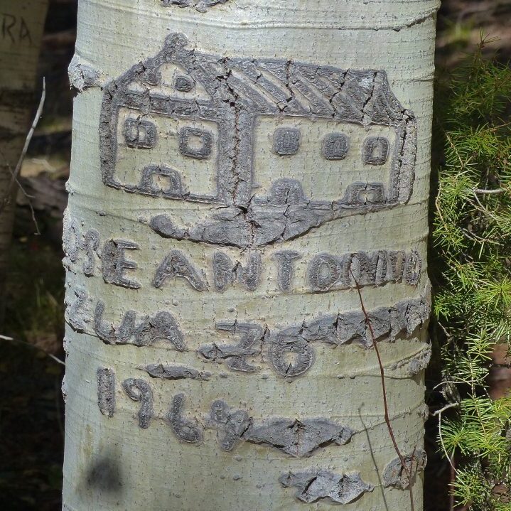 arborglyph house on aspen tree waller